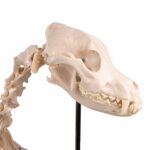 Replica Dog Skeleton “Olaf”