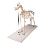 Replica Dog Skeleton “Olaf”