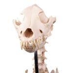 Replica Dog Skeleton “Olaf”