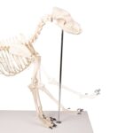 Replica Dog Skeleton “Olaf”