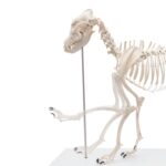 Replica Dog Skeleton “Olaf”