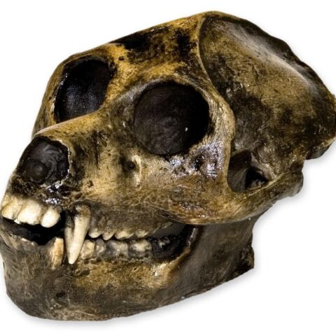 Replica Aegyptopithecus  Skull
