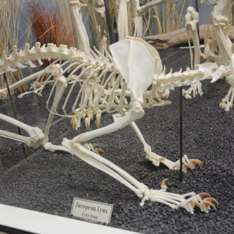 Real Eurasian Lynx Skeleton - Articulated