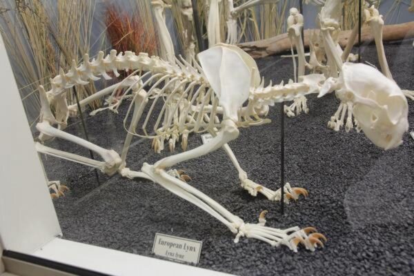 Real Eurasian Lynx Skeleton – Articulated