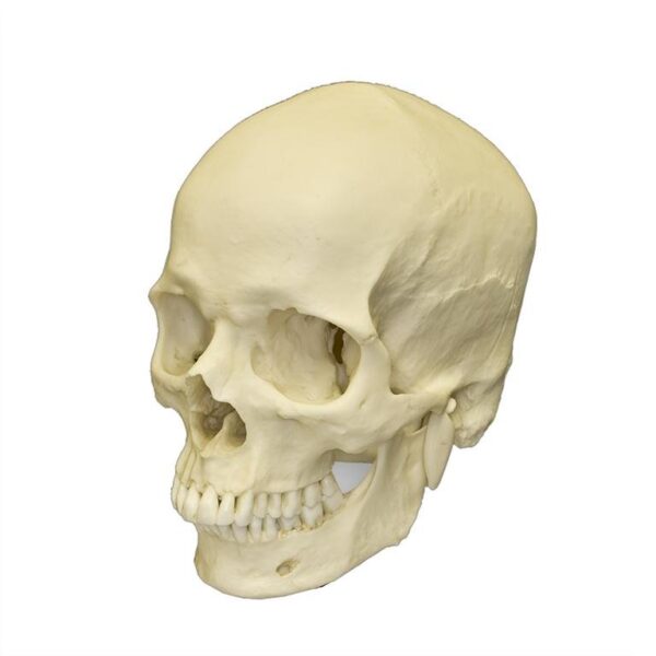 Replica Human Skull – European Male