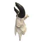 Replica Extra Large Buffalo Skull