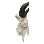 Replica Extra Large Buffalo Skull