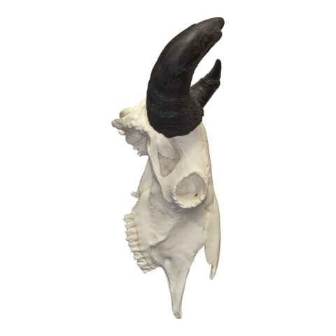 Replica Extra Large Buffalo Skull