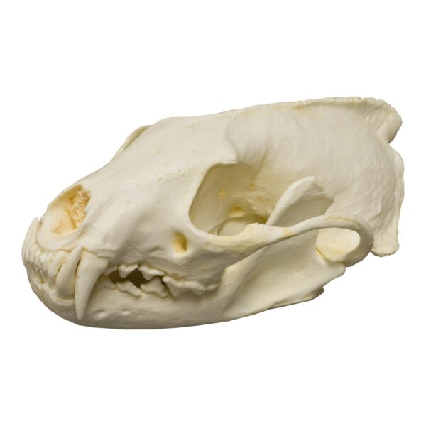 Replica Fisher Skull – Male