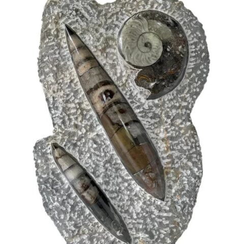 Ammonite and Orthoceras Fossil Sculpture