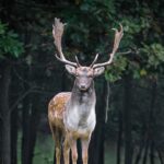 Fallow Deer Skull Replica – 1:12 Scale