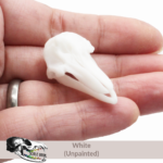 Bottlenose Dolphin Skull Replica