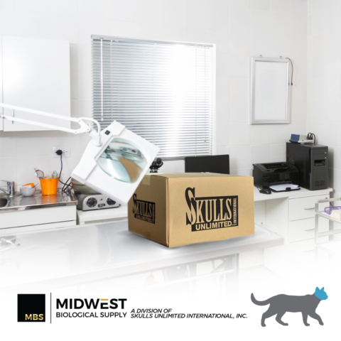 Frozen Feline Cadaver Specimen
