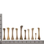 Real Research Quality Human Fetal Femur – Single