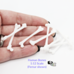 Human Femur Bone Replica – 1:12 Scale (Set of 10)