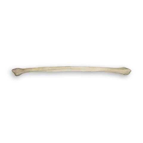 Real Human Fibula