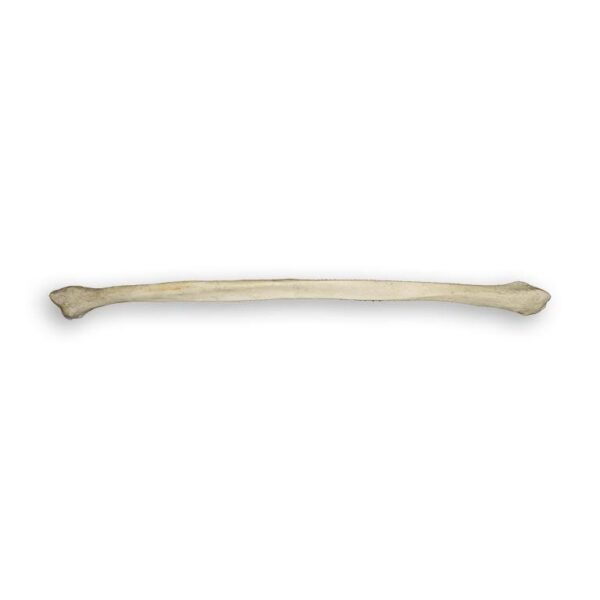 Real Human Fibula