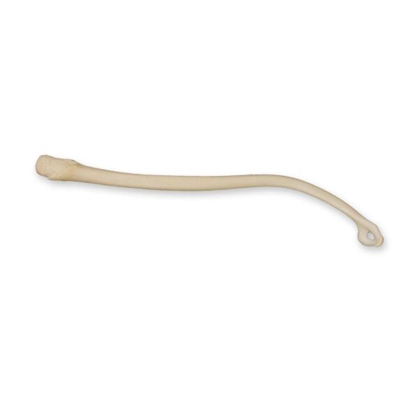 Real Fisher Baculum