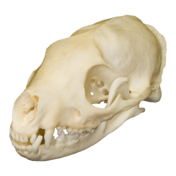 Real Flat-headed Kusimanse Skull