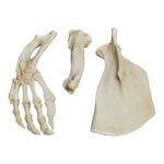 Replica Florida Manatee Forelimb Set