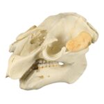 Replica Florida Manatee Skull