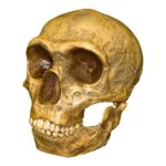 Replica Forbes Quarry Skull