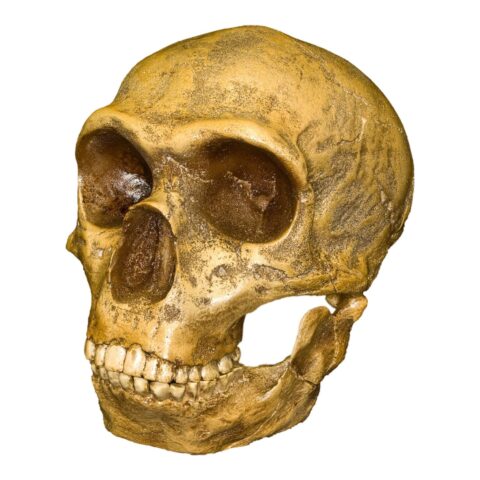 Replica Forbes Quarry Skull