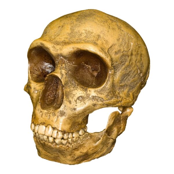 Replica Forbes Quarry Skull