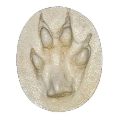 Replica Red Fox Negative Footprint