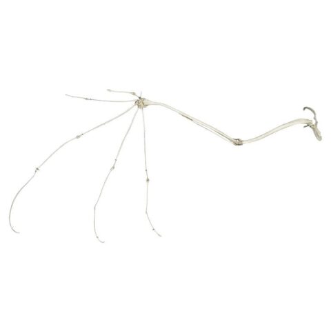 Replica Fruit Bat Wing