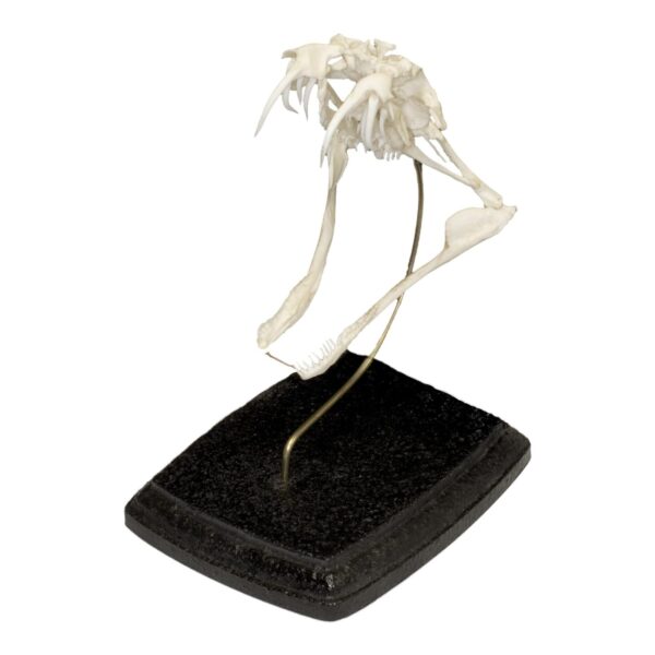 Replica Gaboon Viper Skull