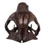 Replica Giant Beaver Skull