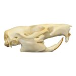 Real Gambian Pouched Rat Skull
