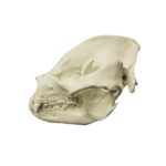 Replica Giant Panda Skull – Adult
