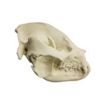 Replica Giant Panda Skull – Adult