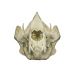 Replica Giant Panda Skull – Adult
