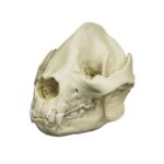 Replica Giant Panda Skull – Adult