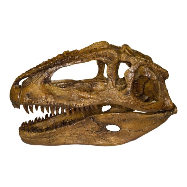 Replica Giganotosaurus Skull (1:9 Scale)