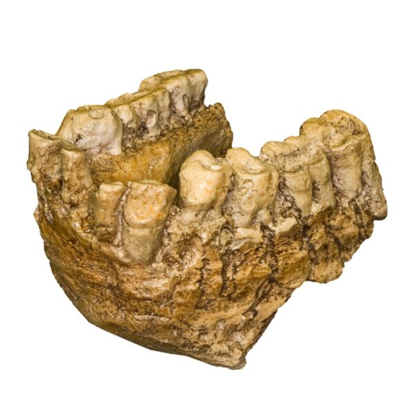 Replica Gigantopithecus Jaw