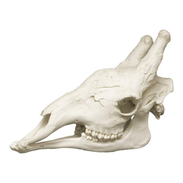 Replica Giraffe Skull – Male