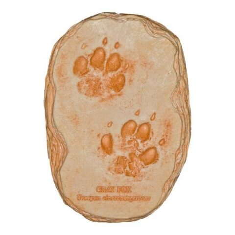 Replica Gray Fox Footprints