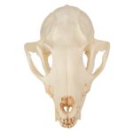 Replica Gray Fox Skull