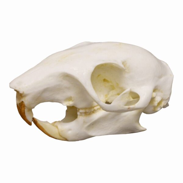 Replica Tree Squirrel Skull
