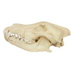 Replica Gray Wolf Skull