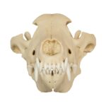 Replica Gray Wolf Skull