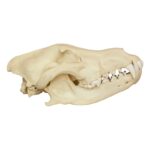 Replica Gray Wolf Skull