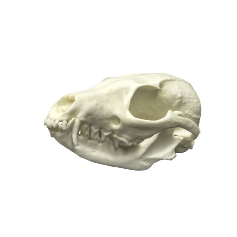 Replica Gray Fox Skull - Economy