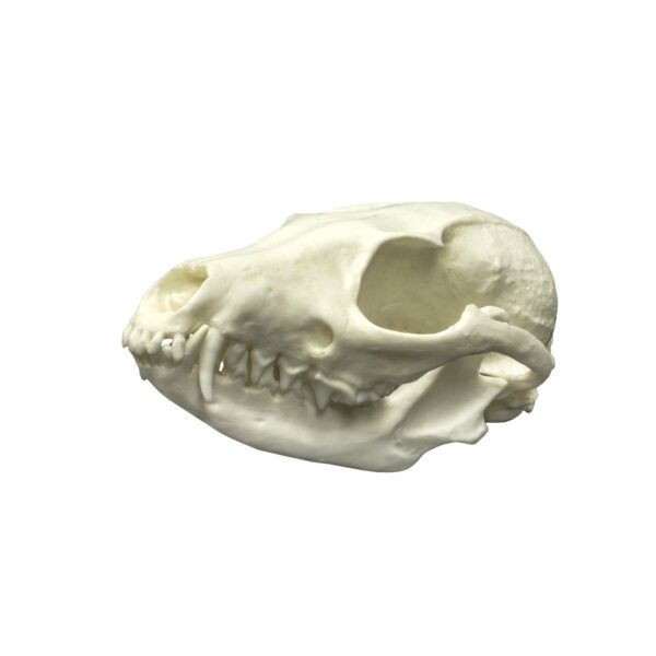 Replica Gray Fox Skull – Economy
