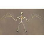 Replica Greater Flying Fox Skeleton