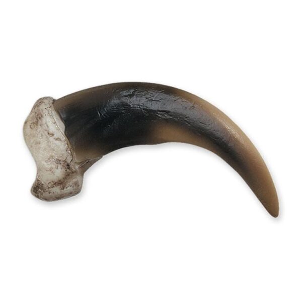 Replica Grizzly Bear Claw – Medium (8 cm)
